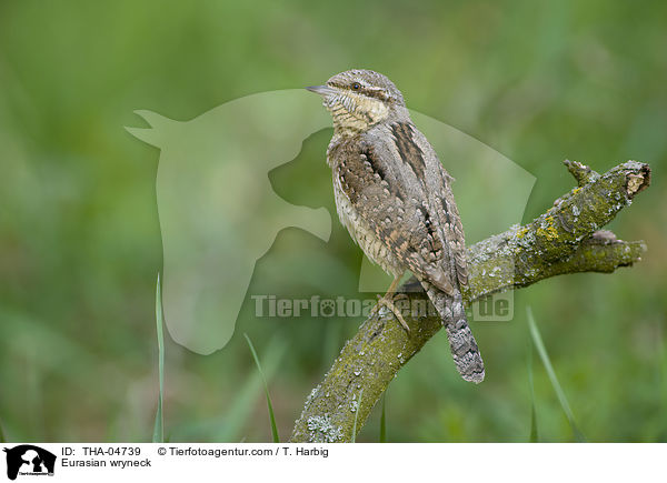 Wendehals / Eurasian wryneck / THA-04739