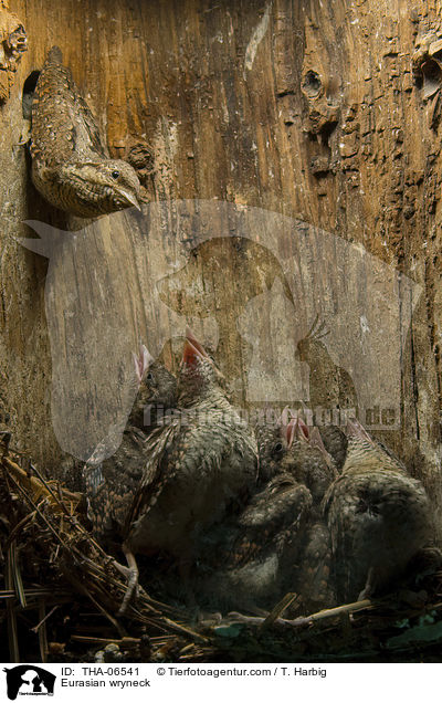 Wendehals / Eurasian wryneck / THA-06541