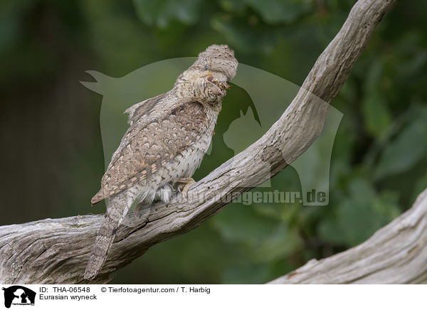 Wendehals / Eurasian wryneck / THA-06548