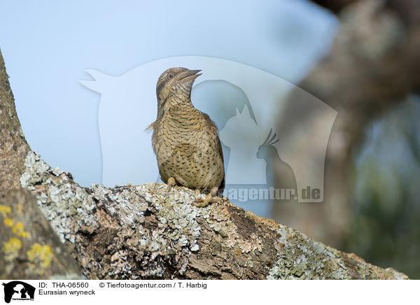Wendehals / Eurasian wryneck / THA-06560