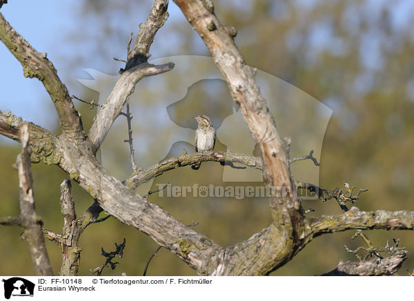 Wendehals / Eurasian Wryneck / FF-10148
