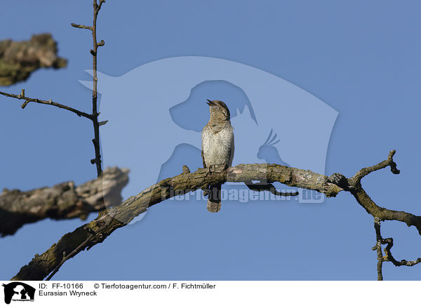 Wendehals / Eurasian Wryneck / FF-10166