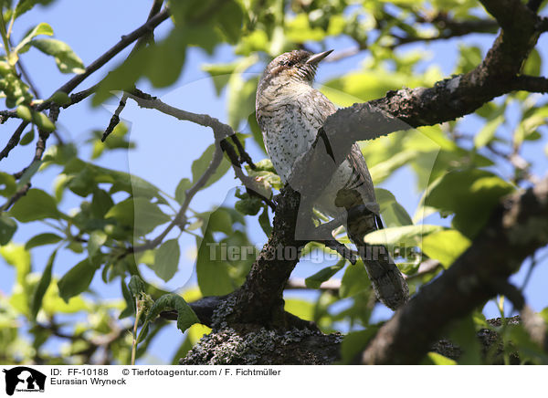 Wendehals / Eurasian Wryneck / FF-10188