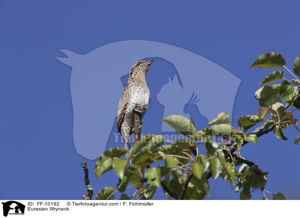 Eurasian Wryneck / FF-10192