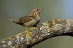 Eurasian wryneck