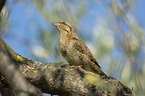 Eurasian wryneck