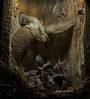 Eurasian wryneck
