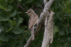 Eurasian wryneck