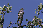Eurasian Wryneck