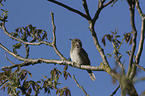 Eurasian Wryneck