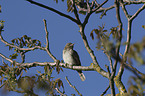 Eurasian Wryneck