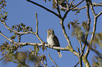 Eurasian Wryneck