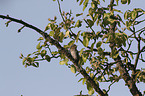 Eurasian Wryneck