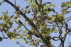 Eurasian Wryneck