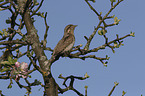 Eurasian Wryneck