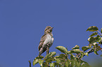 Eurasian Wryneck