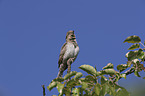 Eurasian Wryneck