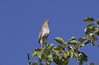 Eurasian Wryneck