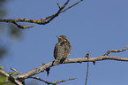 Eurasian Wryneck