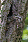 Eurasian wryneck