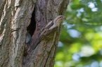Eurasian wryneck
