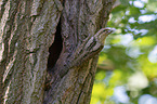 Eurasian Wryneck