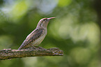 Eurasian Wryneck