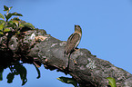 Wryneck