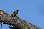 Wryneck