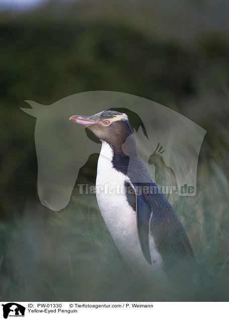 Gelbaugen-Pinguin / Yellow-Eyed Penguin / PW-01330