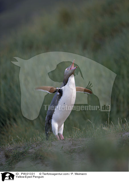 Yellow-Eyed Penguin / PW-01331