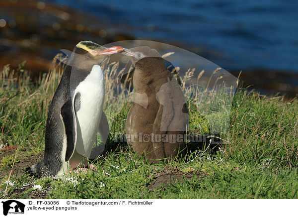 yellow-eyed penguins / FF-03056