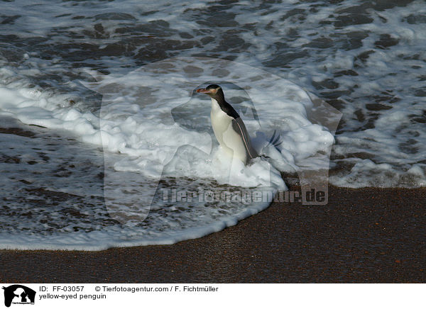 Gelbaugenpinguin / yellow-eyed penguin / FF-03057