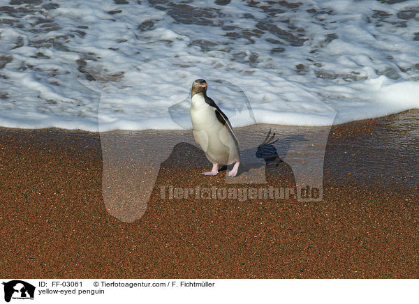 yellow-eyed penguin / FF-03061