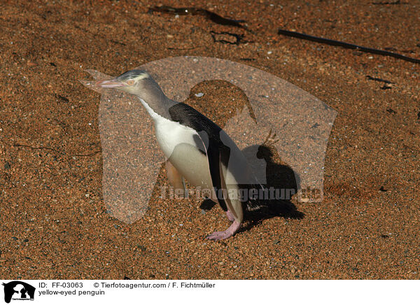 Gelbaugenpinguin / yellow-eyed penguin / FF-03063