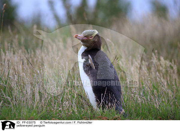 Gelbaugenpinguin / yellow-eyed penguin / FF-03075