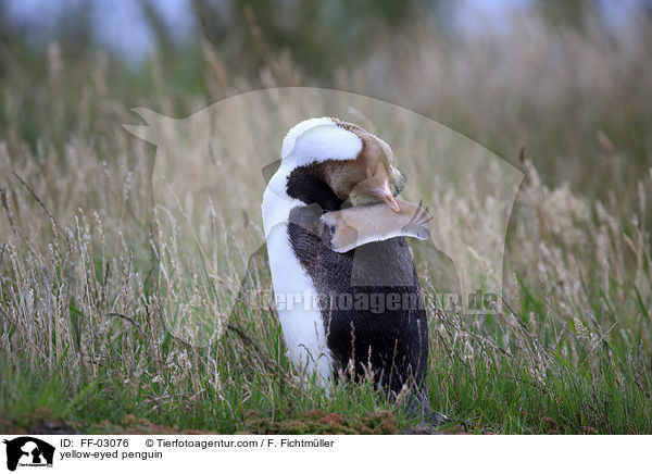 Gelbaugenpinguin / yellow-eyed penguin / FF-03076