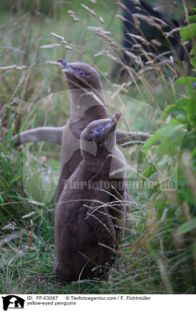 Gelbaugenpinguine / yellow-eyed penguins / FF-03087