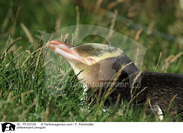Gelbaugenpinguin / yellow-eyed penguin / FF-03100