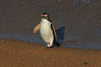 yellow-eyed penguin