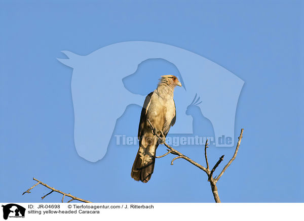 sitzender Gelbkopfkarakara / sitting yellow-headed Caracara / JR-04698