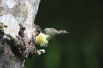 yellow-spotted honeyeater
