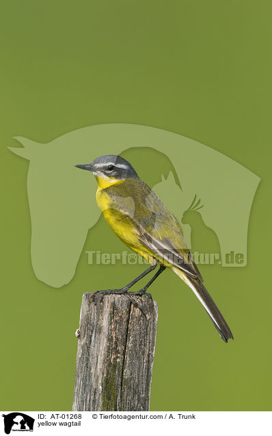 yellow wagtail / AT-01268