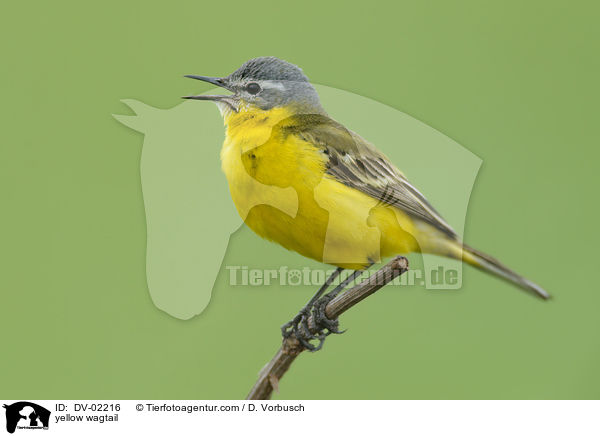 yellow wagtail / DV-02216