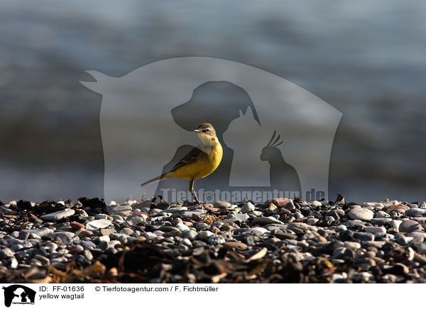 yellow wagtail / FF-01636