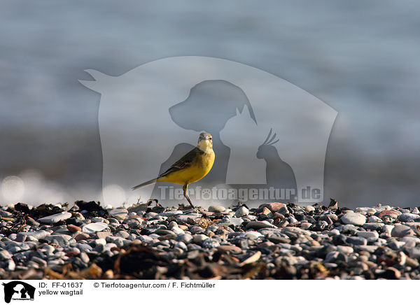Schafstelze / yellow wagtail / FF-01637
