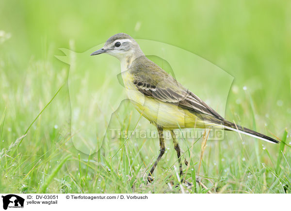 yellow wagtail / DV-03051