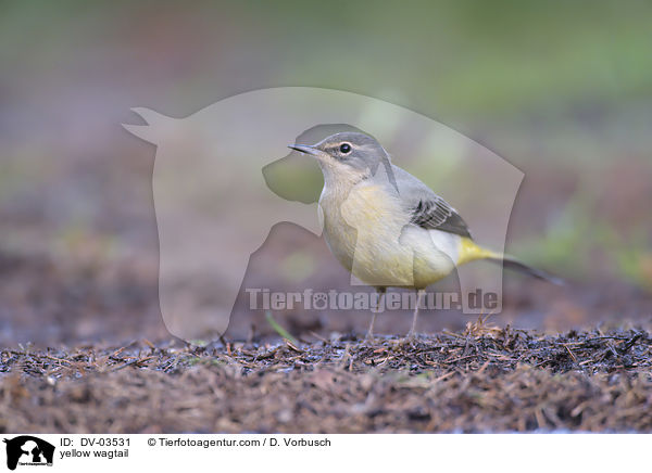 yellow wagtail / DV-03531