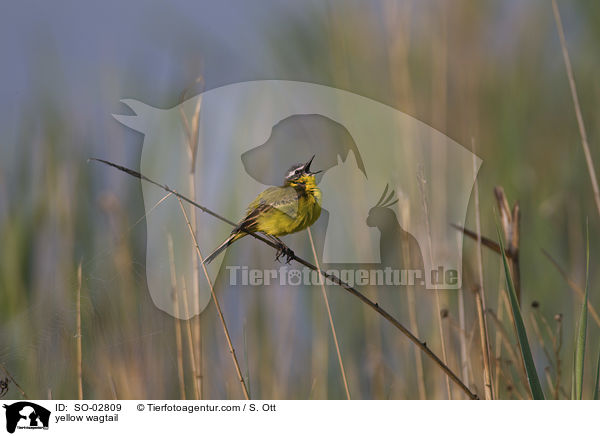yellow wagtail / SO-02809