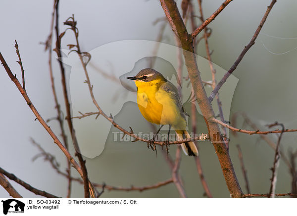 yellow wagtail / SO-03492